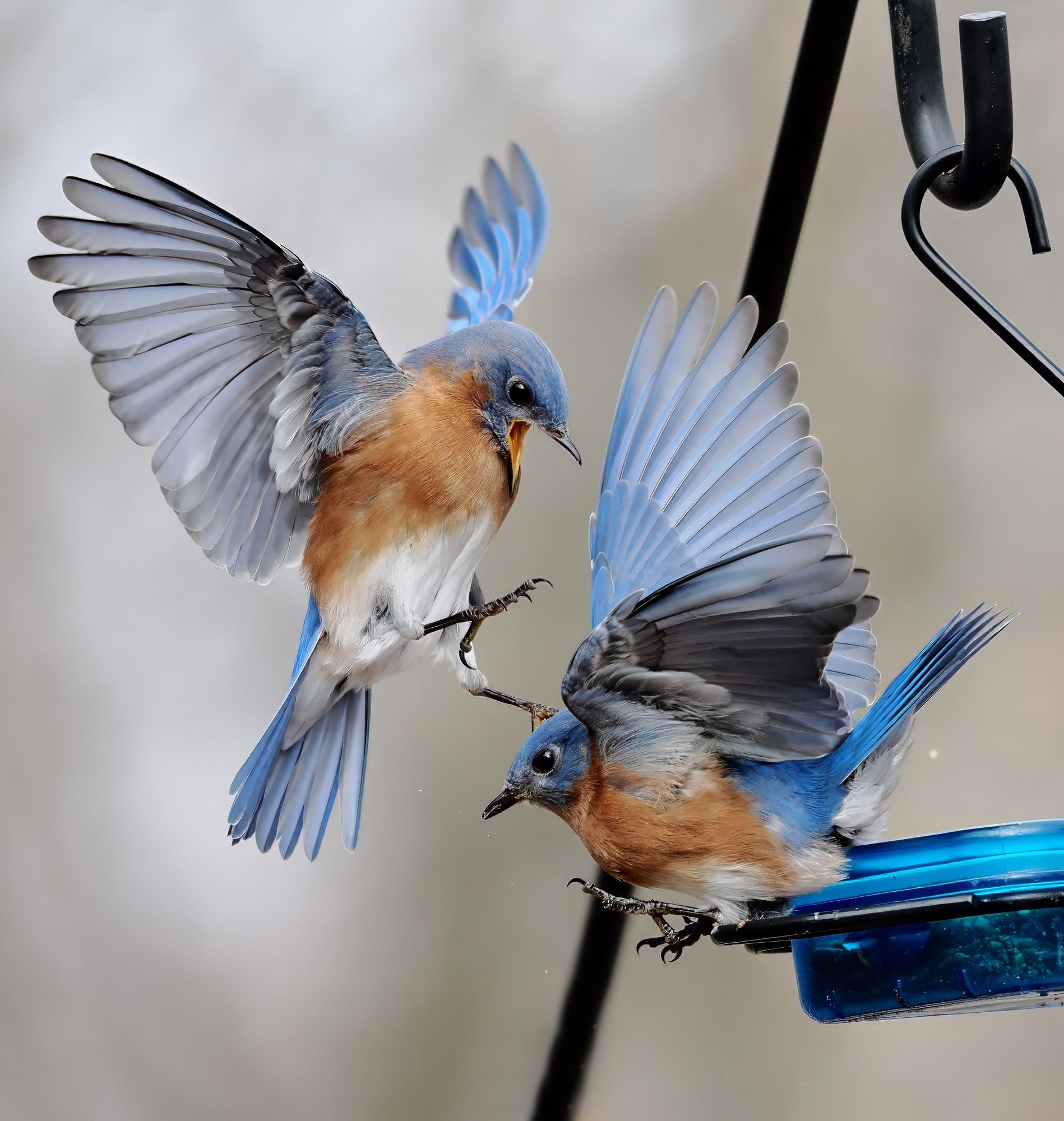Two male bluebirds were fighting over the feeder. One took to the air and got the upper wing, so to speak. Once one bird gets their claws close to their opponents eyes, the contest is over, as no bird wants an eye injury. Here the hovering bird, beak open aggressively, brings its claws down on its opponent's head.