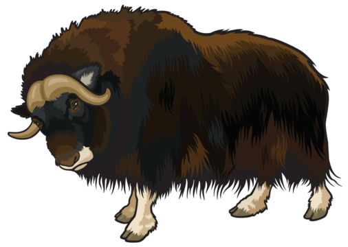 :muskox: