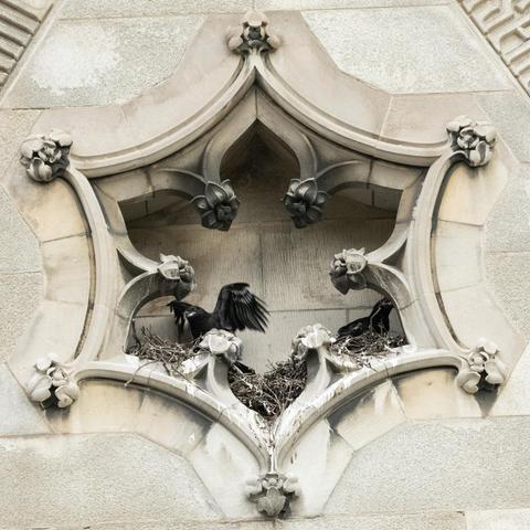 Two raven chicks are visible in a hexagonal recess on the church. The one on the left is flapping its wings.