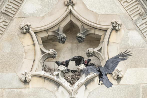A parent raven is arriving to feed the chicks. The ones on the left and in the center have their beaks open; the latter is also flapping wings a bit.