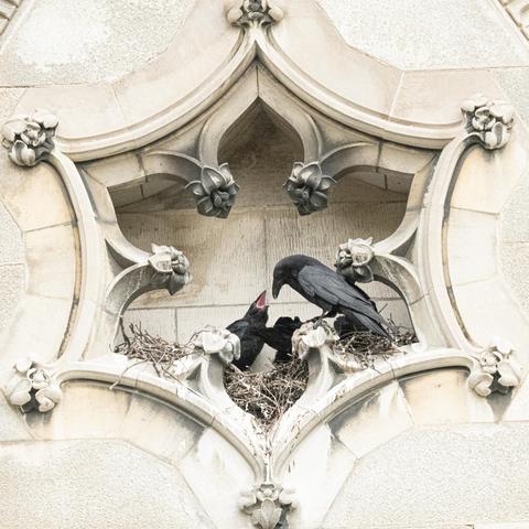 The parent feeding the leftmost chick, which has its beak open.