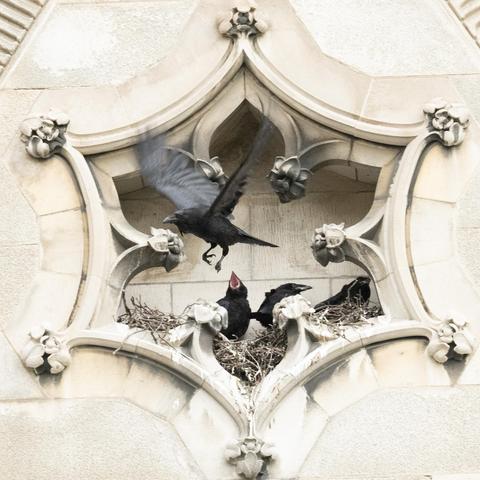 The parent leaves. The left chick still has its beak open; the other two are calm.