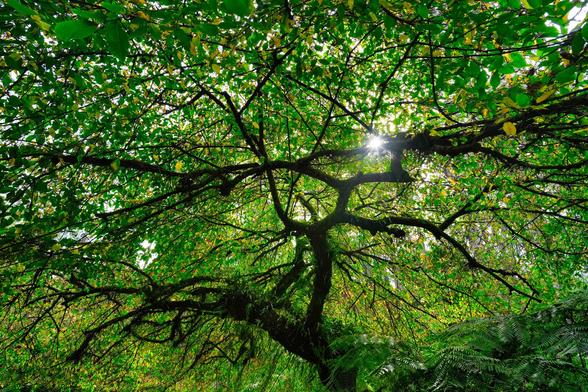 This photo beautifully captures a tree in a lush, vibrant forest setting, its branches stretching out in a wide, web-like pattern overhead. The tree's trunk is thick, dark, and covered in moss and ferns, hinting at the moisture-rich environment it thrives in—likely a temperate or tropical rainforest. Its canopy is dense with green leaves, some just starting to turn yellow, possibly signaling the early onset of autumn or a subtle shift in the season.

One of the most striking aspects of this image is the sunlight peeking through the branches—creating a brilliant starburst effect that adds a sense of magic and serenity. The light filters softly through the leaves, casting a gentle glow across the foliage and enhancing the various shades of green.

This tree seems ancient and wise, with a presence that suggests it has weathered countless seasons. The undergrowth of ferns and the rich green hues add to the impression of a thriving, biodiverse ecosystem. The photo evokes a feeling of peaceful solitude and deep connection with nature—it's the kind of scene that invites quiet reflection and awe.