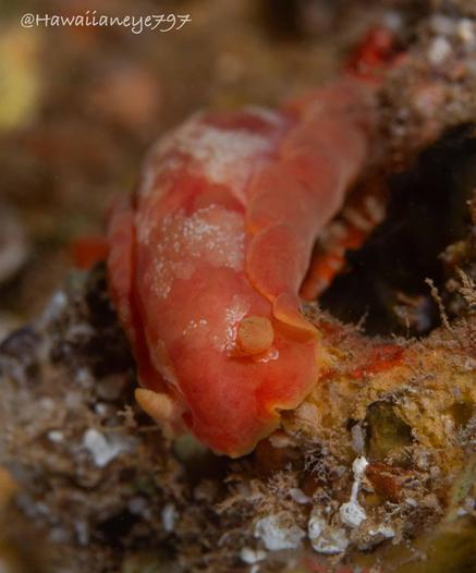 A hand-sized pink sea slug crawling over a reef. It is dusted with white, and has yellow rhinophores.