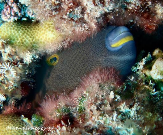 A gray fish with light blue lips hiding in a reef crevice. It has a yellow line under its lower lip and dull yellow-brown eyes.