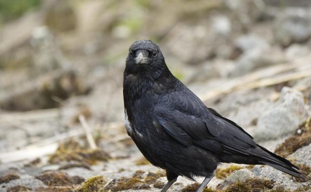 Nahaufnahme einer Krähe mit glänzendem Gefieder, die auf felsigem Boden mit etwas Grün im Hintergrund steht. Im Gefieder ist ein auffälliger weißer Fleck zu erkennen. Der Vogel blickt direkt in die Kamera.

Close-up of a crow with shiny plumage standing on rocky ground with some greenery in the background. A conspicuous white spot can be seen in the plumage. The bird is looking directly into the camera.