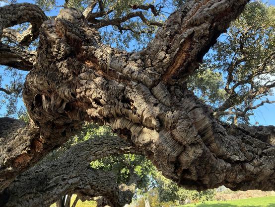 photograph of a branch of an extremely gnarly tree