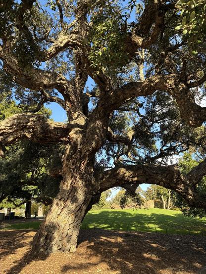 photograph of a very gnarly tree, in the sunshine.