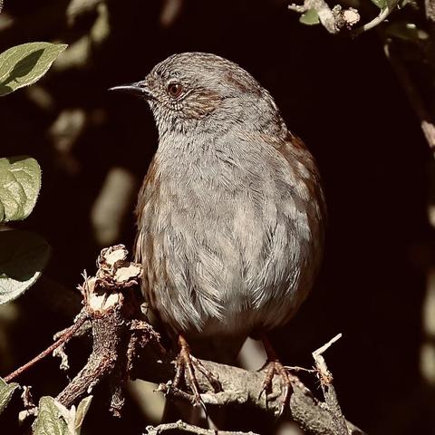 A lovely little Dunnock sitting in a bush looking around to see when it is save for him to go to the bird table.