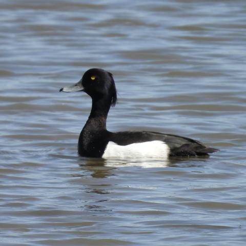 A close up of a handsome drake tufted duck, black with a white patch on its side. Its tuft is hanging down like a pony tail, and its eye looks part-closed and rather “out of it”.