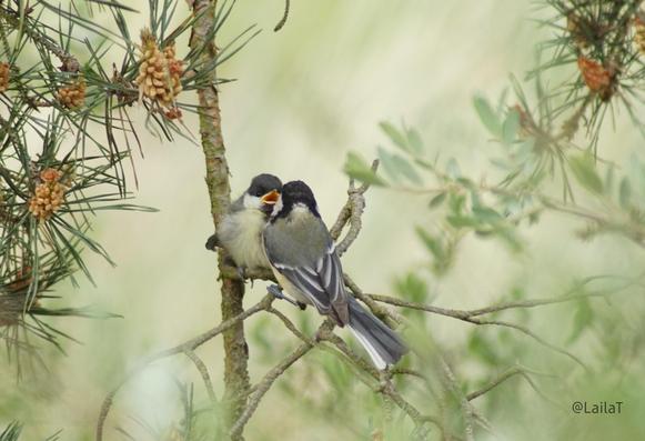 Auf einem dünnen Ast sitzen zwei Kohlmeisen. Der Altvogel ist nur von hinten zu sehen. Ihm gegenüber sitzt ein Jungvogel mit aufgesperrtem Schnabel. Eingerahmt wird diese Szene von Nadelbaumzweigen und Gebüsch.