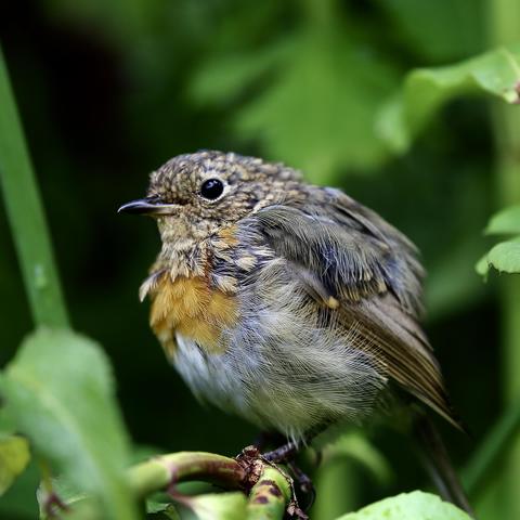 A baby Robin finding its way around the garden. Growing up nicely.