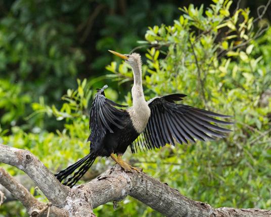 Ein Amerika-Schlangenhalsvogel (Anhinga anhinga) steht auf einem Ast und hält die Flügel zum Trocknen ausgebreitet. Im Hintergrund unscharf grüne Sträucher und Bäume.
Ausgewachsen erreicht der Vogel eine Körperlänge von etwa 85 Zentimeter, einer Flügelspanne von durchschnittlich 1,4 Meter und wiegt dann 1.350 Gramm. Der Schnabel ist schlank und spitz zulaufend. Er ist etwa doppelt so lang wie der Kopf. Schnabel und Schwimmhäute sind gelb. Es handelt sich beim Amerika-Schlangenhalsvogel insgesamt um einen dunkelgefiederten Fischfresser mit einem sehr langen Hals. Weibchen unterscheiden sich von den Männchen durch ihren graubraunen Hals und Kopf.