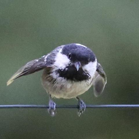 A Coletit sitting on a wire flapping its wings