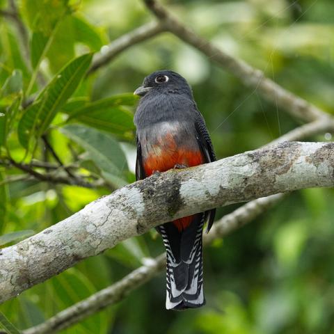 Ein weiblicher Blauscheiteltrogon (Trogon curucui) sitzt auf einem Ast über dem Betrachter und schaut nach rechts. Das Auge ist links und rechts von einer weißen Haut umgeben, so daß es dem Auge eines Menschen ähnelt.
Der 25 cm lange Blauscheiteltrogon ist ein Vogel mit leuchtendem, dichtem und weichem Gefieder, kräftigem Schnabel und kleinen Füßen. Das Männchen ist an der Unterseite rot gefärbt, an der Oberseite grün, mit bläulichem Schimmer an Haube, Nacken und Schwanz. Die orangefarbenen Augenringe kontrastieren mit den dunklen Augen und Gesicht. Das Weibchen ist oberseits blaugrau gefärbt, unterseits rot mit einem weißen Brustband. Beide Geschlechter haben schwarz-weiß gebänderte Schwanzfedern.