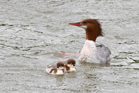 Mom merganser and her 2 fuzzy chicks once they've crossed the fast bit of the river. She was very proud of them.