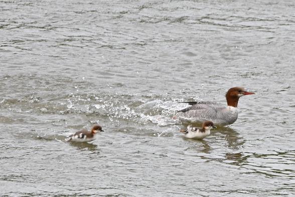 a female common merganser scurries across the water with two fuzzy babies alongside.

Their bodies are at times completely out of the water.

Earlier today in Cumberland, MD.