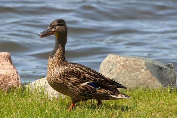 Photograph of a female mallard standing on grass next to a lake.