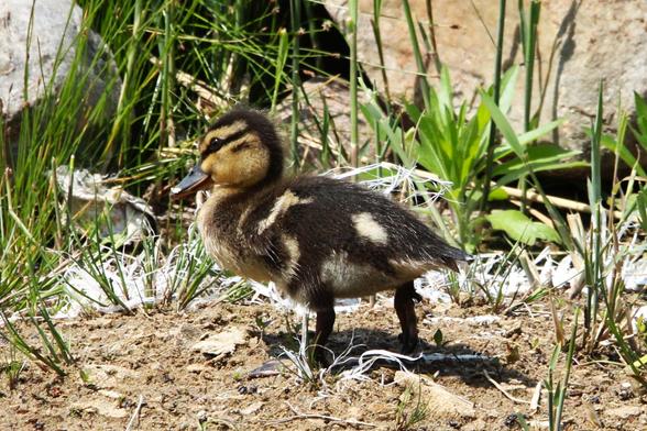 Photograph of a fuzzy mallard duckling standing on dirt amid grass and rocks.