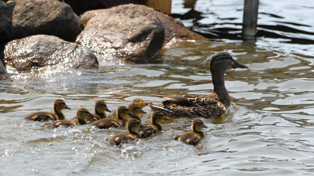Photograph of a female mallard swimming left to right, followed by nine fuzzy ducklings.