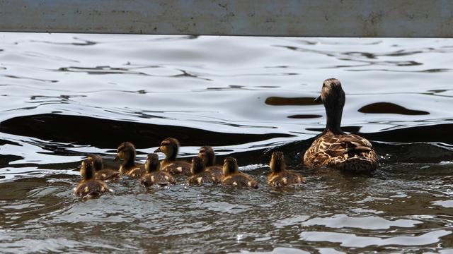 Photograph of a female mallard swimming away from the camera, followed by nine fuzzy ducklings in a line to her left.