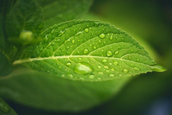 Close-up of a single green leaf with serrated edges covered in water droplets, showing visible leaf veins against a blurred green background.