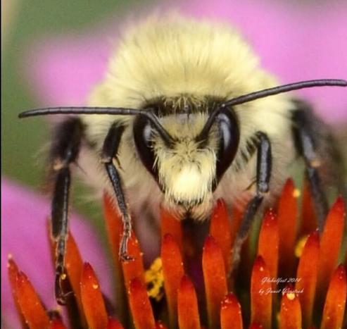 Close up of a bumblebee