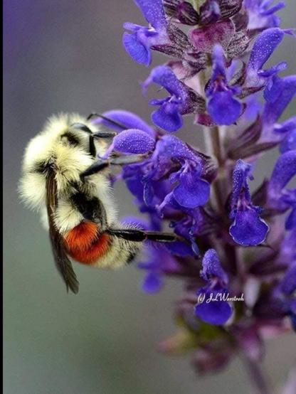 📸 Capturing life’s beauty through #Nature 🌻 #Photography - "A day of Beauty with a bumblebee