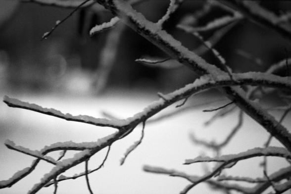 A black and white analogue photograph of tree branches with snow settled peacefully and resting on top.  There is a tight focus, the background is blurry.  The film is rated 400 ISO, therefore there is a healthy amount of grain.