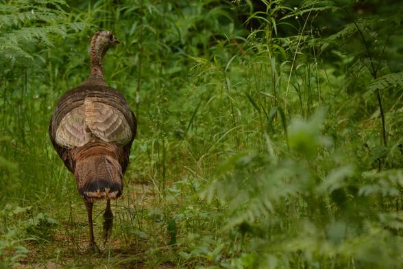 wild turkey