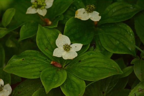 bunchberry