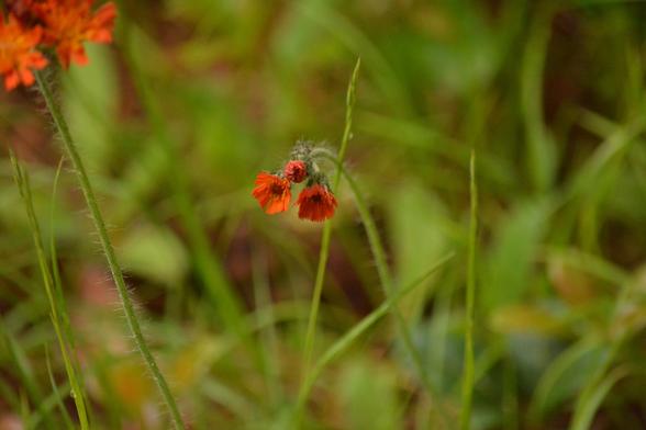 orange hawkweed