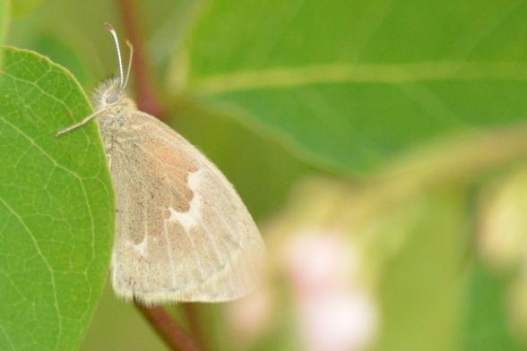 ringlet
