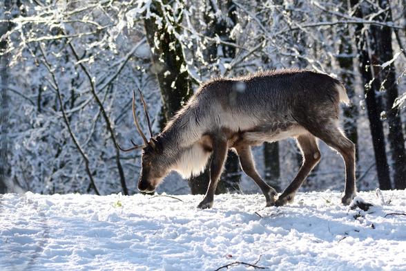 A caribou walks through the snow in a forest