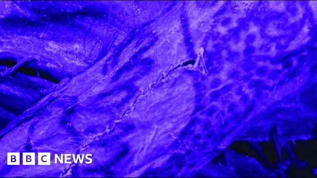 An image from a scan of the ice mummy's body. It has a purple hue, and shows the arm of the woman. On the skin there is an inked pattern showing lines and dots. A cut mark in the skin from the burial is also seen.