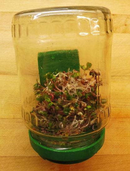 Radish sprouts growing in a glass jar wth a porous plastic lid
