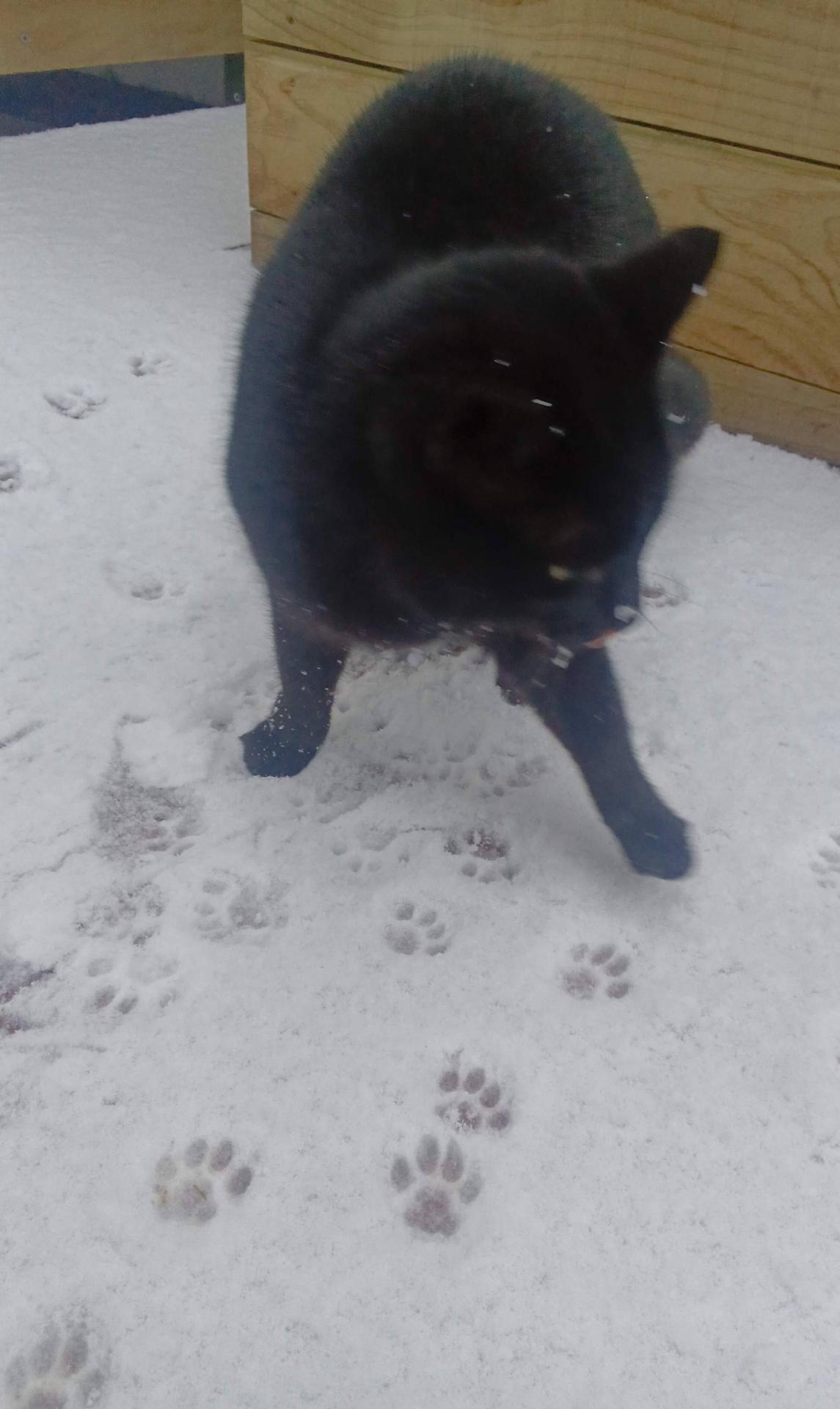 Doom Kitty, a void cat, offers a tiny snowflake driven blep as she ponders the impermanence of paw steps in the snow and how we should definitely support independent artists and each in rad spaces of agency along the way...like at NHAMFest26... Her thoughts, not the Hamster's.