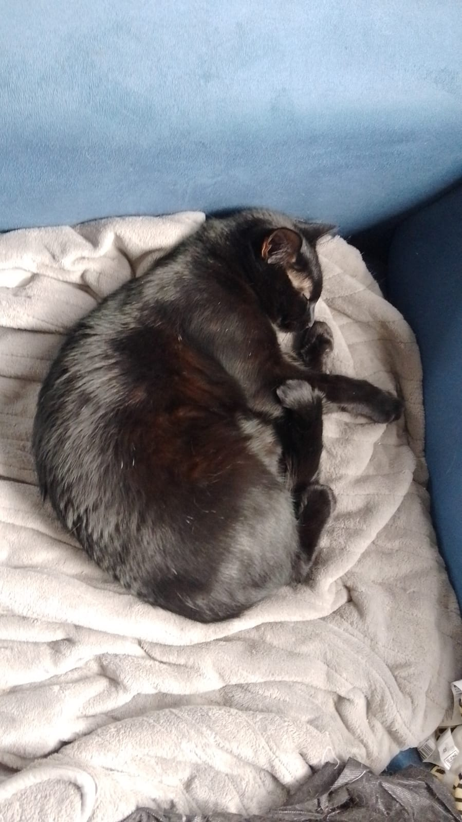 A twelve month old dark kitten lays curled up on a grey throw on a blue couch.