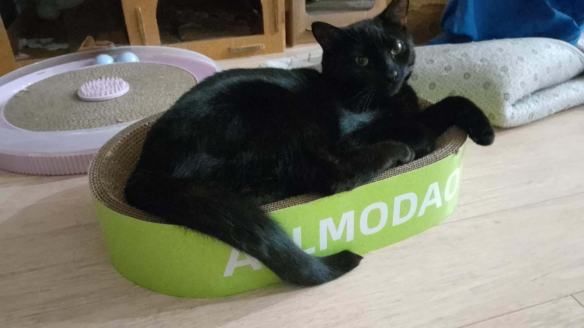 A 15 month old kitten is getting too big for an oval cat cardboard tray