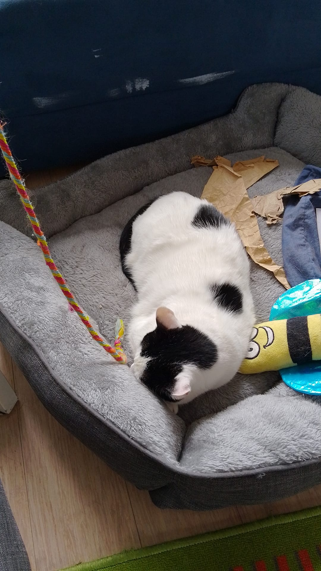 A white and black cat is asleep in a cat bed beside me