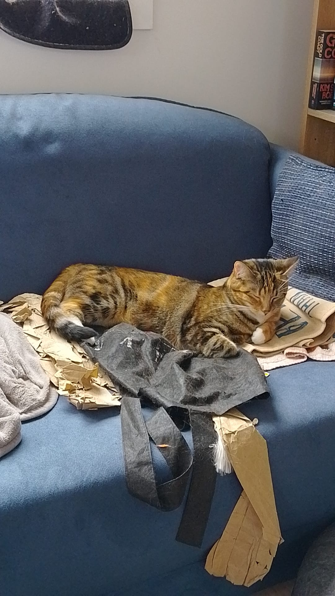 A 15 month old tabby kitten lays on a couch, asleep.