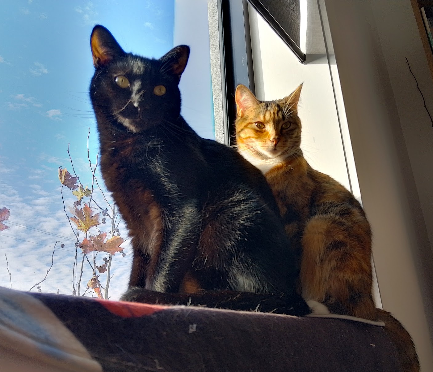 A dark kitten sitting next to a tabby kitten on a windowsill.