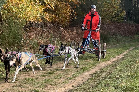 A dog sled team of four dogs and one happy guy on a four wheel sled