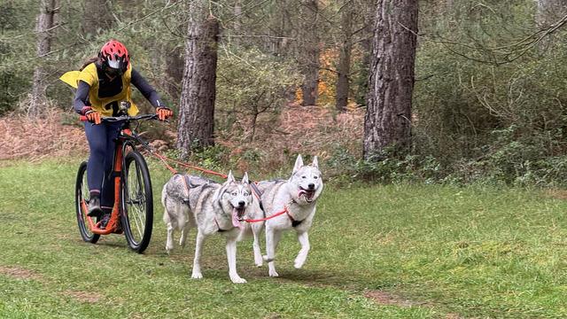 A dog sled team of two dogs and a happy woman mob a two wheel sled