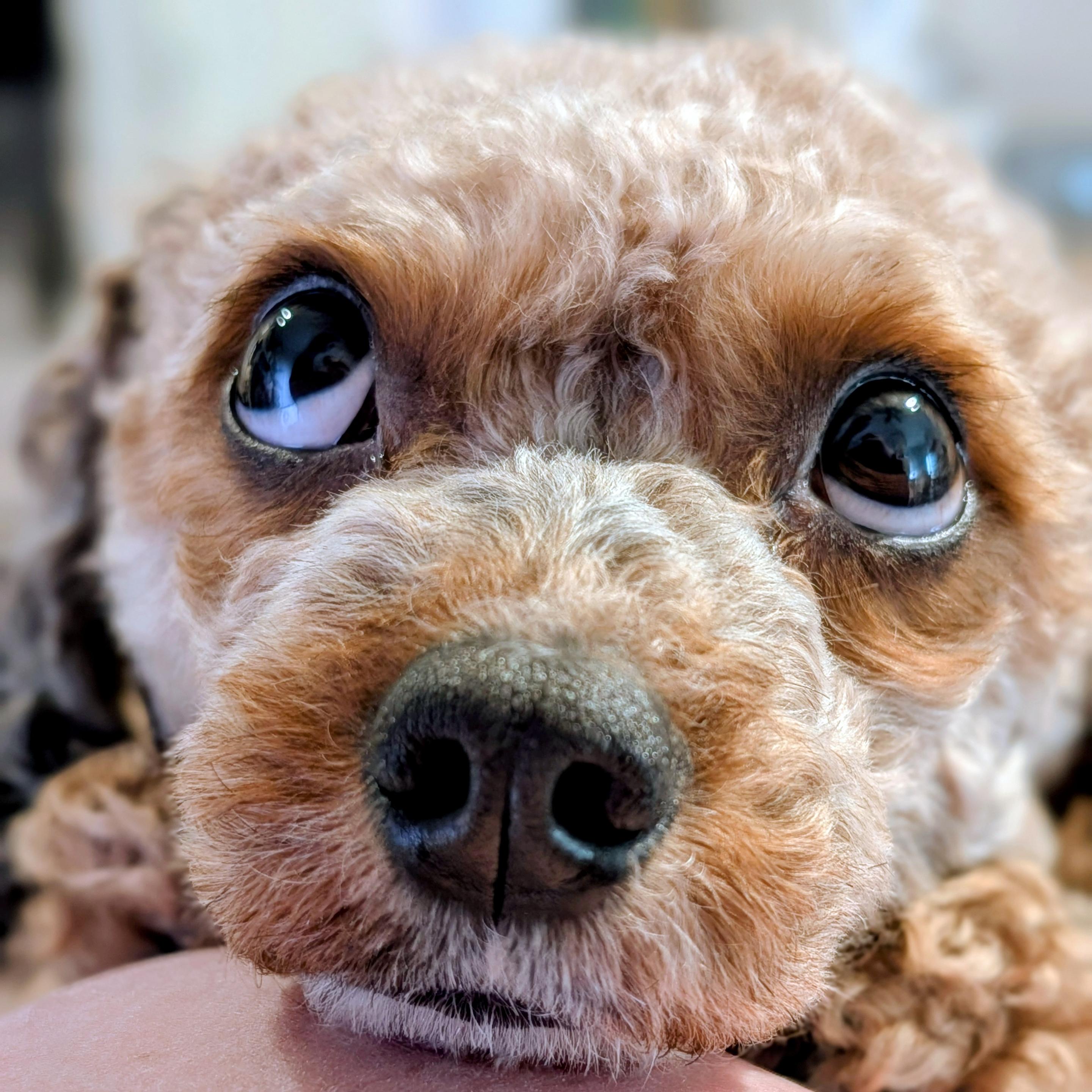 A cavapoo looking upwards
