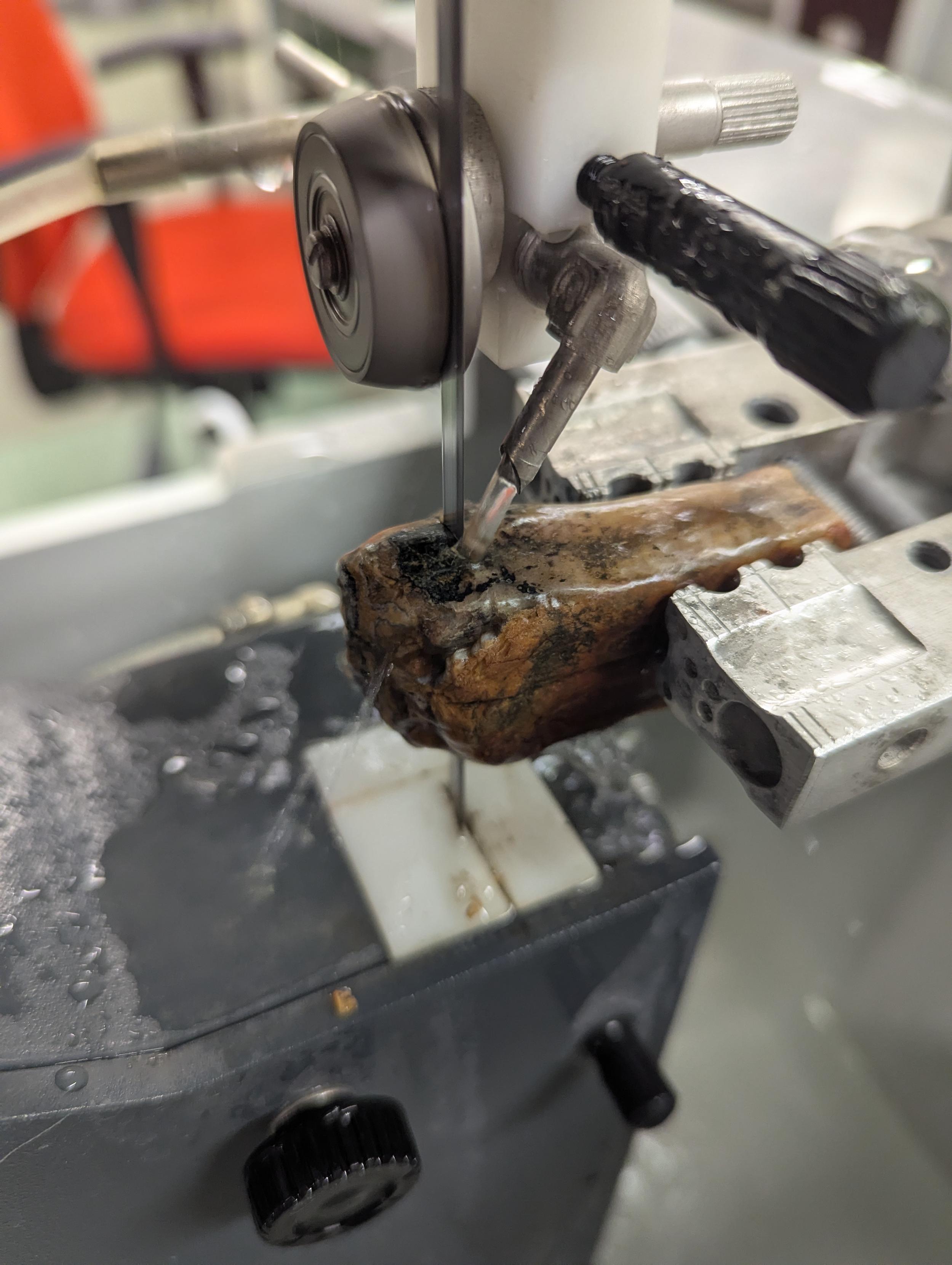 Water flushed exakt diamond bandsaw cutting a fossil horse tooth.