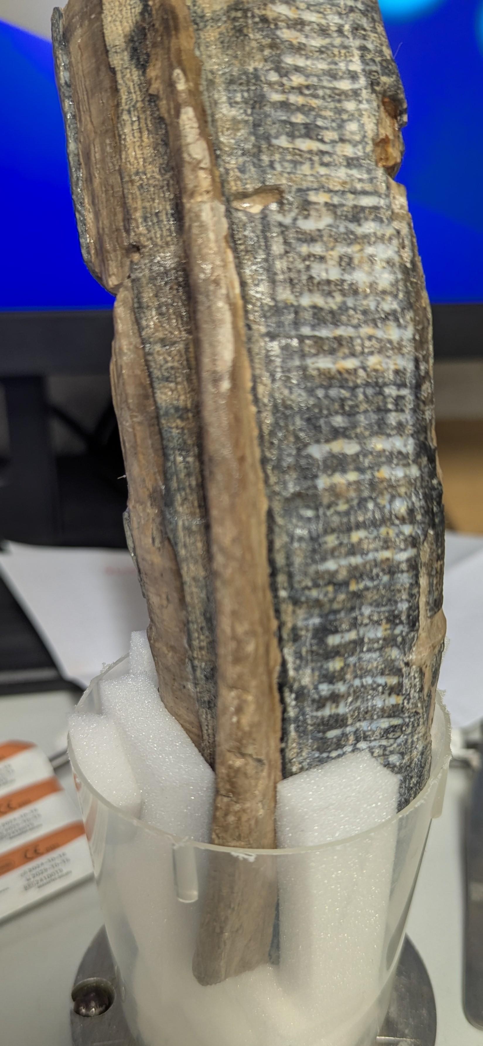 Fossil diprotodon tooth. Looks like a piece of rock vertical in the image and variously grey and brown in colour. There are some striations on the brown part, but these are from another analysis technique. There's a ridge close to the camera which seems to be a pathological defect in the tooth.