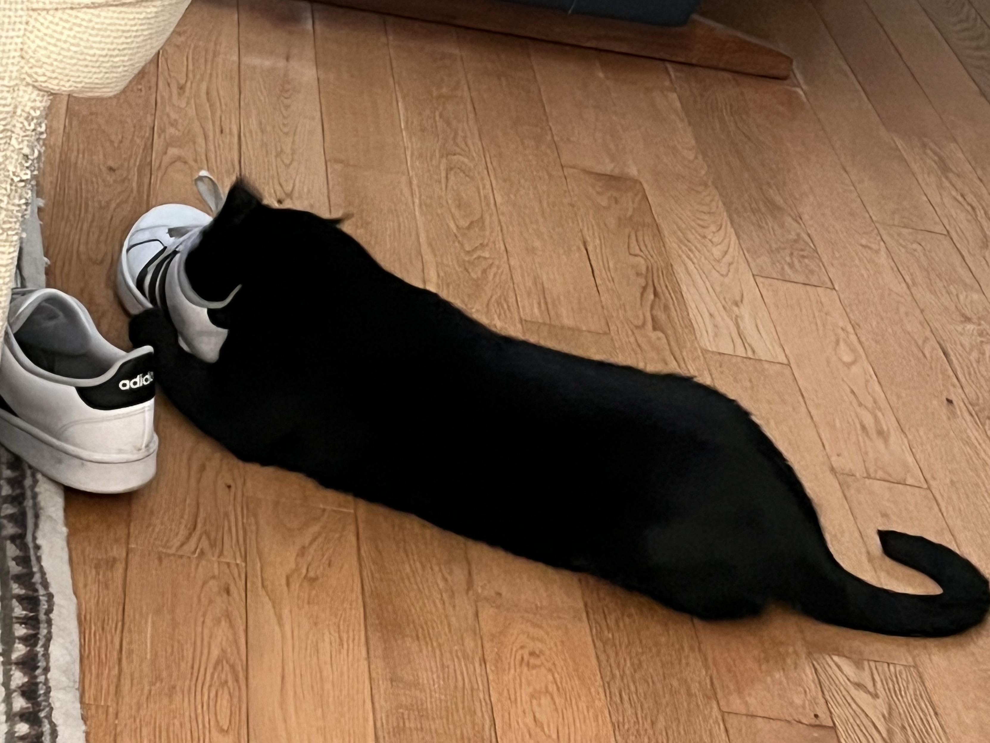 A black cat sticks his face entirely inside one of a pair of Adidas sneakers, his paws wrapped around it to hold it in place.