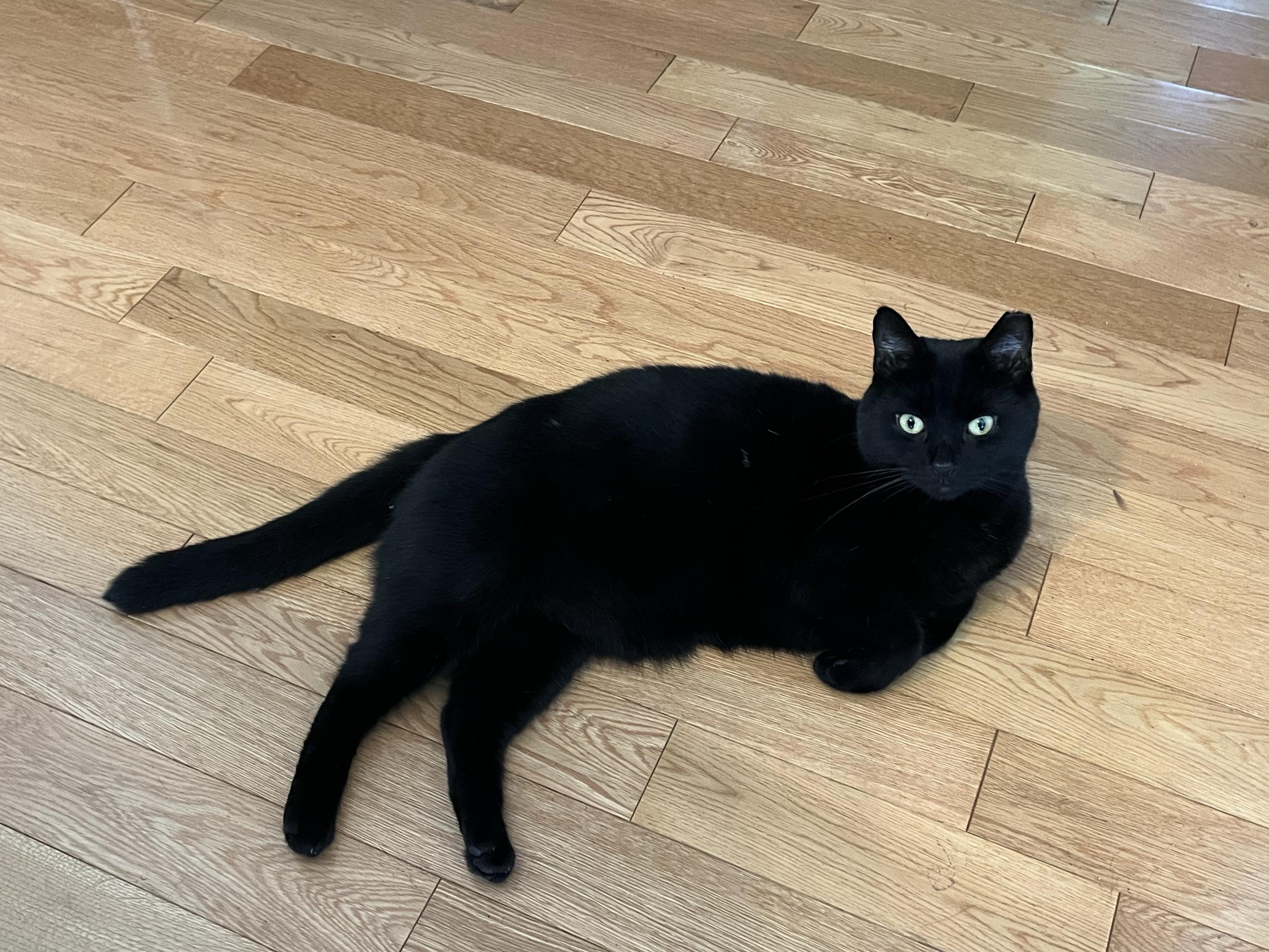 A black cat with one docked ear flops on a wooden floor, his front paws tucked into his body and his back paws extended.