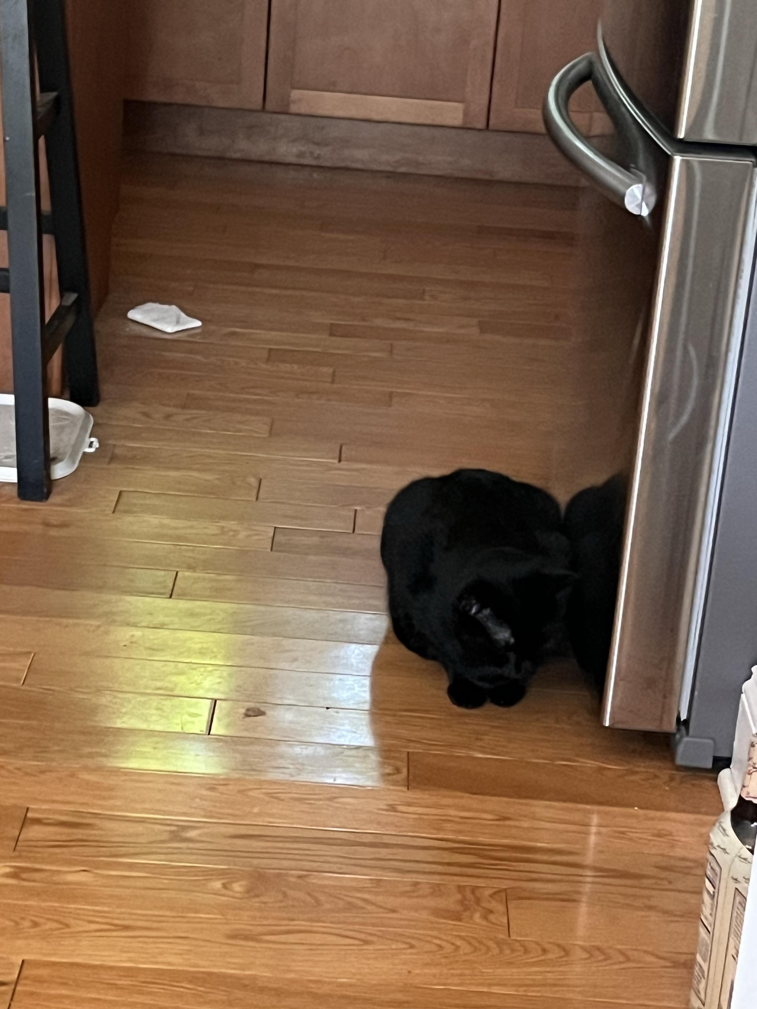 A black cat, his features hard to see, is loafed up next to the freezer drawer of the refrigerator.